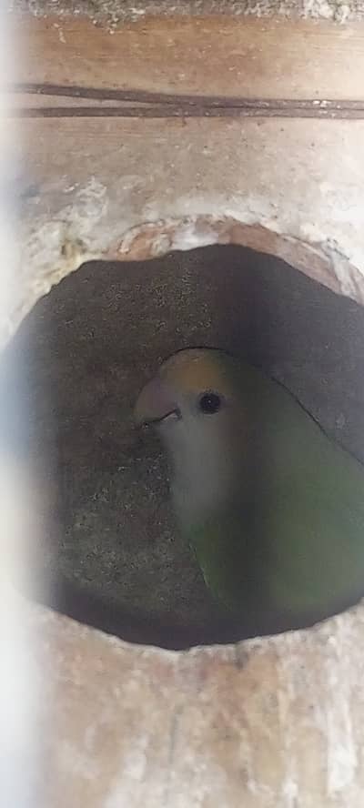 Lovebirds parrots