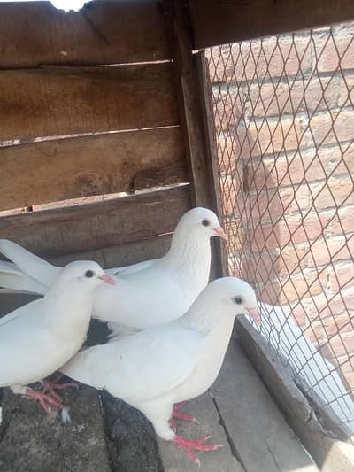 black eyes jora achi quality ka sat aik bacha h 03154190905