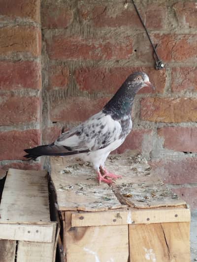 teddy female for sale