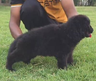 German shepherd