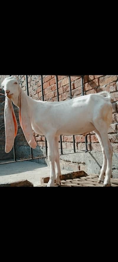 Rajanpuri Goat | Makhi cheeni | Beetal |بکرا | Goat for sale