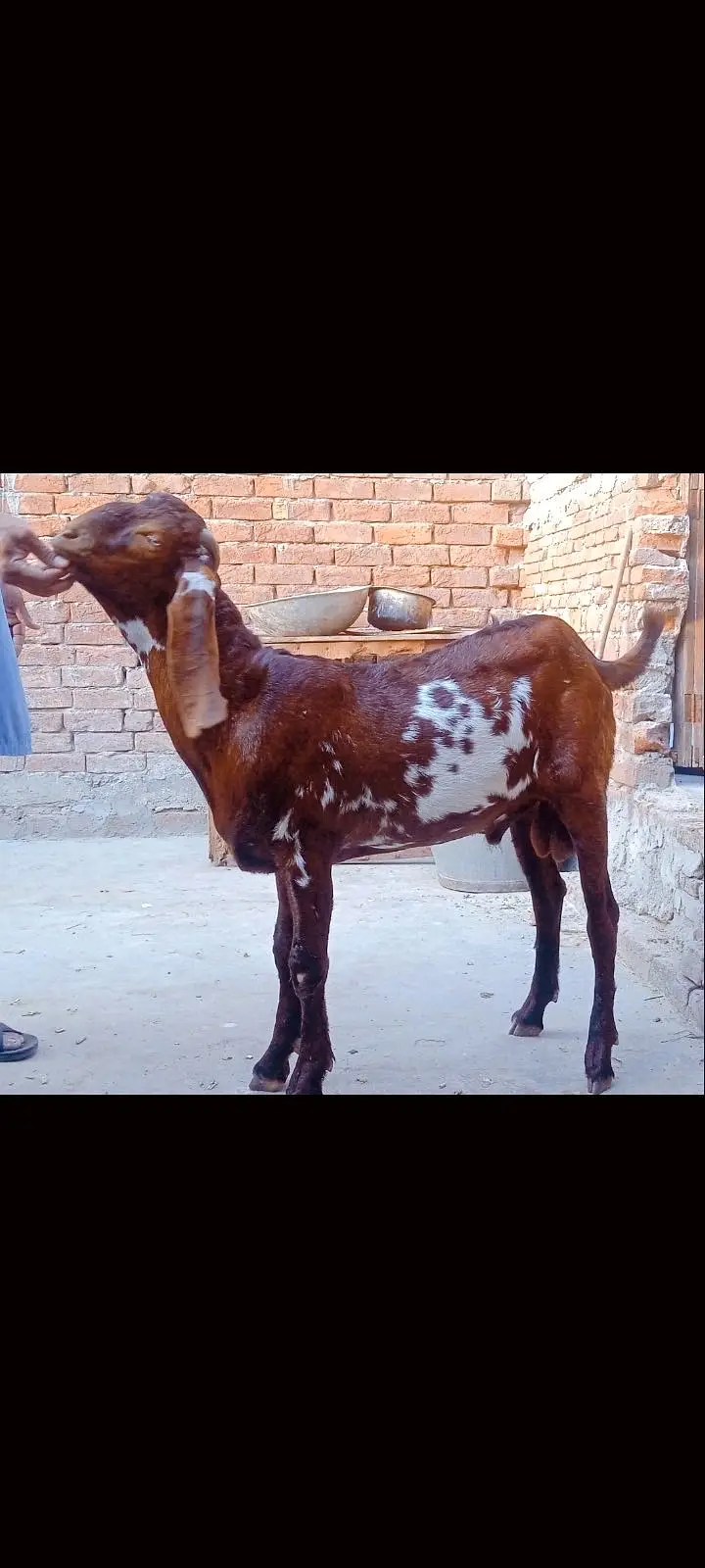 Rajanpuri Goat | Makhi cheeni | Beetal |بکرا | Goat for sale — photo 2