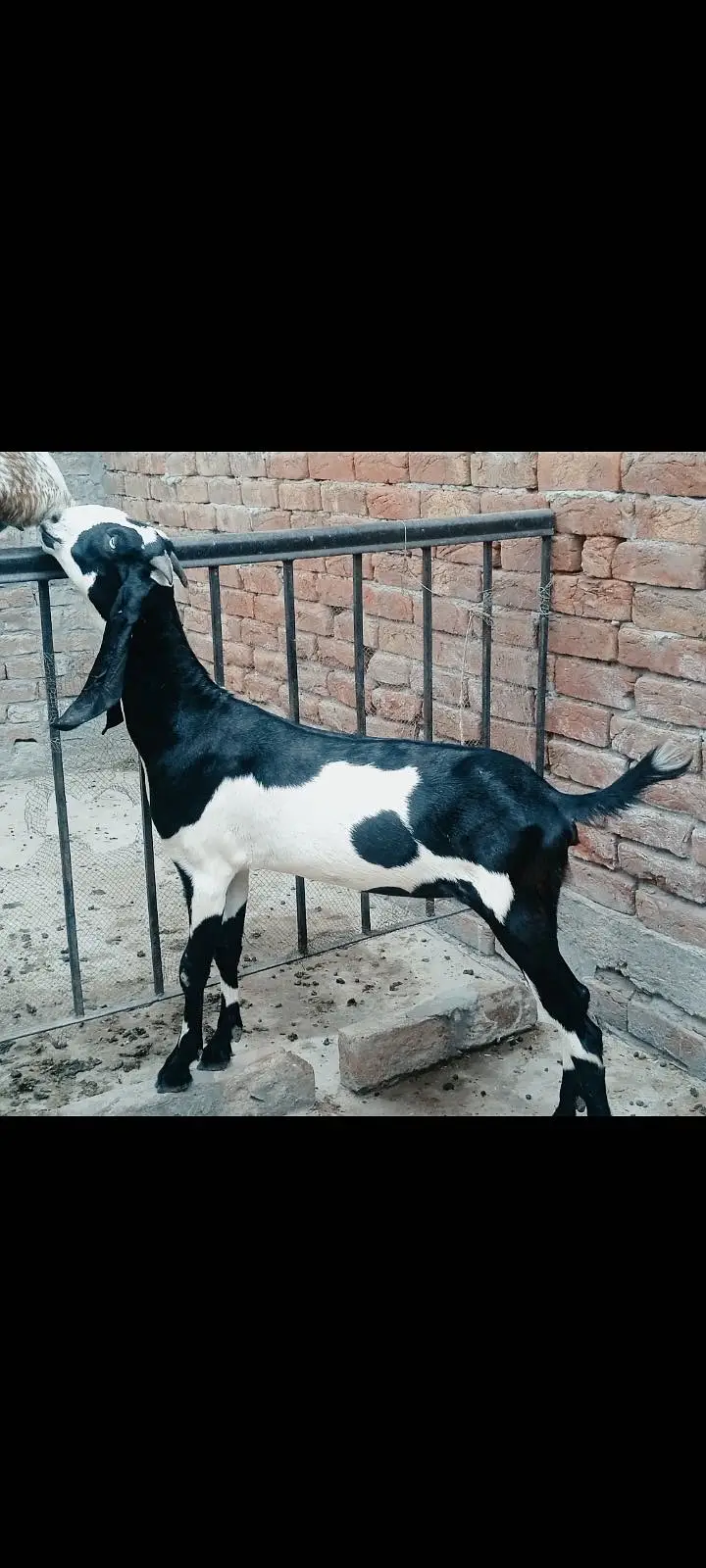 Rajanpuri Goat | Makhi cheeni | Beetal |بکرا | Goat for sale — photo 3