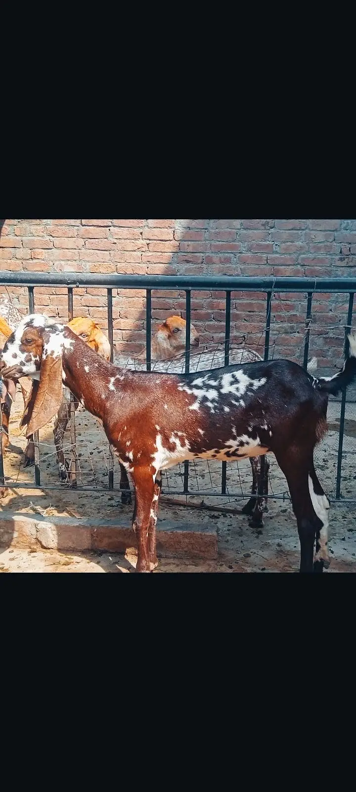 Rajanpuri Goat | Makhi cheeni | Beetal |بکرا | Goat for sale — photo 4