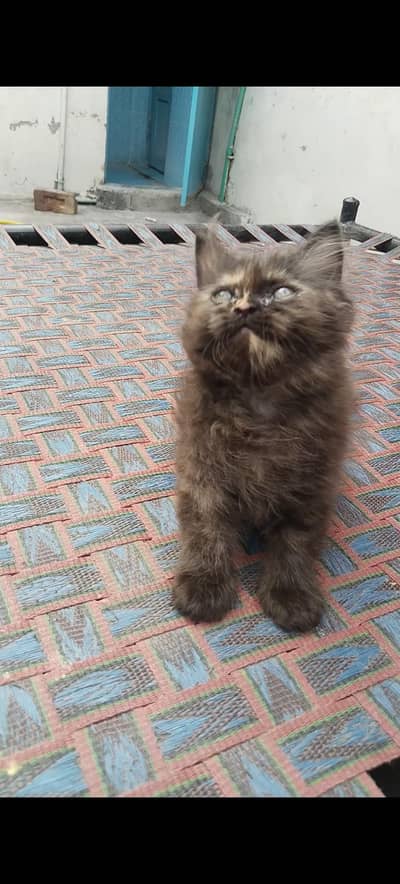 female kitten for sale