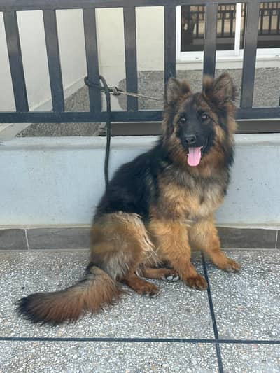 gsd long Cote female arjent sale