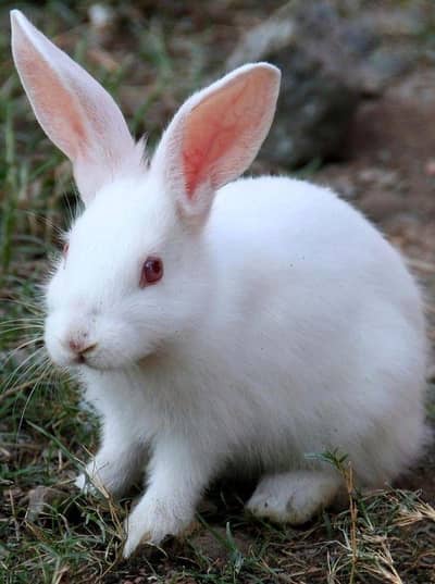 bunny's rabbit New Zealand white