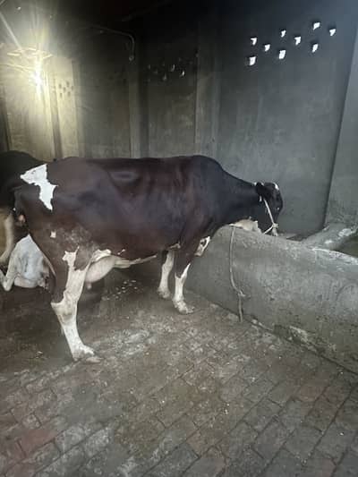 Milk fresh
