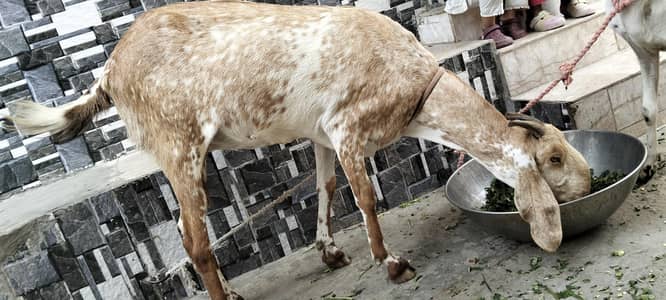 long hight bakri or sth 2 bachy dono he Bakra ha