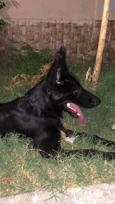 Black German Shepherd Female