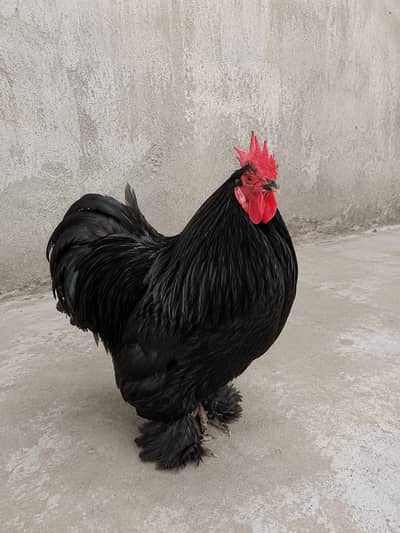 Pure Black Cochin Fancy Pair for Sale