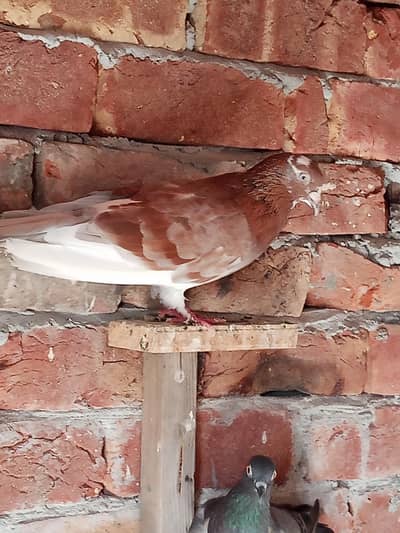 pigeons urgent for sale 4000 ke 5 Kaboter