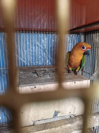 suncunre parrot