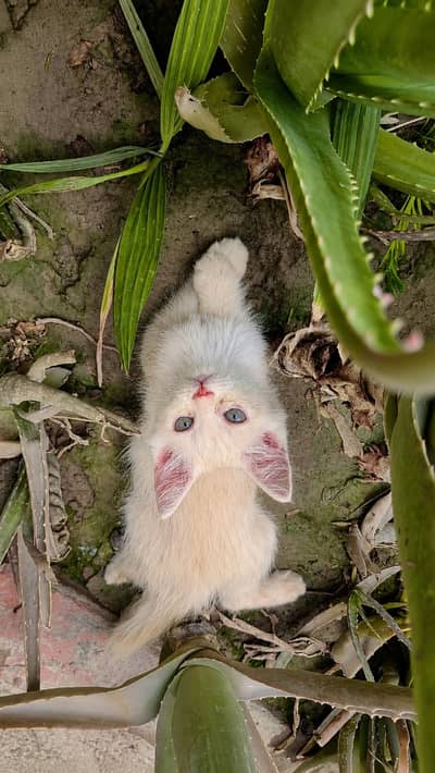 Siamese/Persian mix kittens