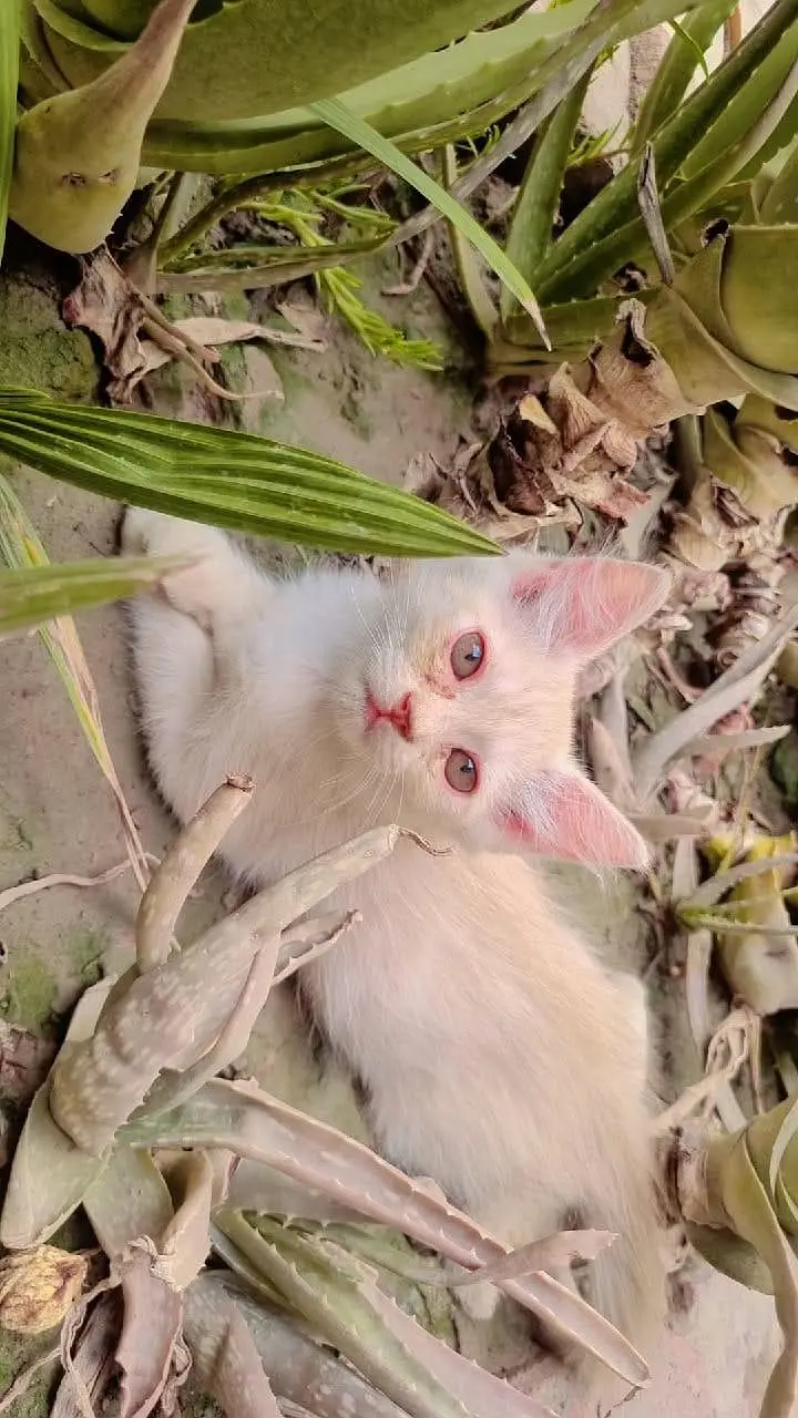 Siamese/Persian mix kittens — photo 2