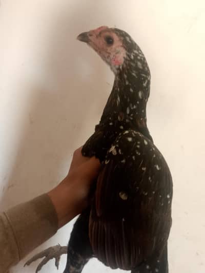 Pure Aseel Thai dragon: 03138150069 high demanded available for sale
