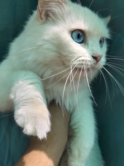 PERSIAN CAT FEMALE
