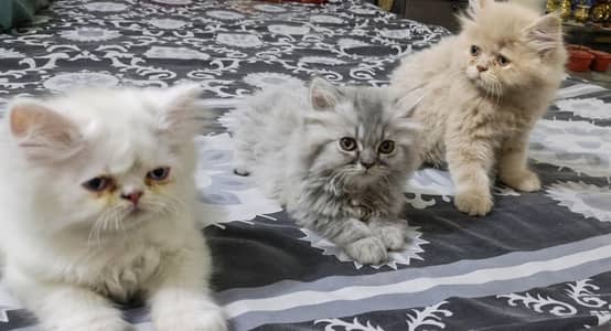 Persian cats