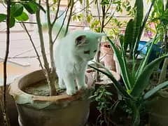 Persian pair