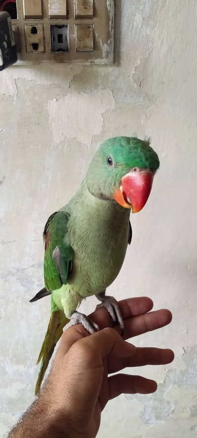 Kashmiri parrot