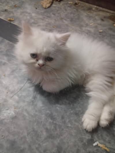 Persian kittens and cat  triple coated