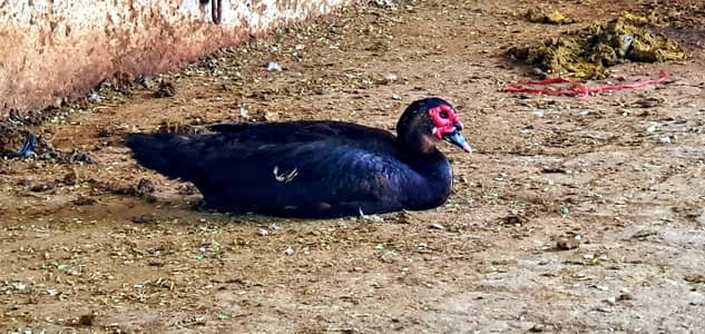 Muscovy male