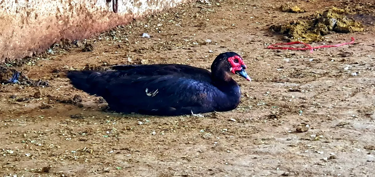 Muscovy male