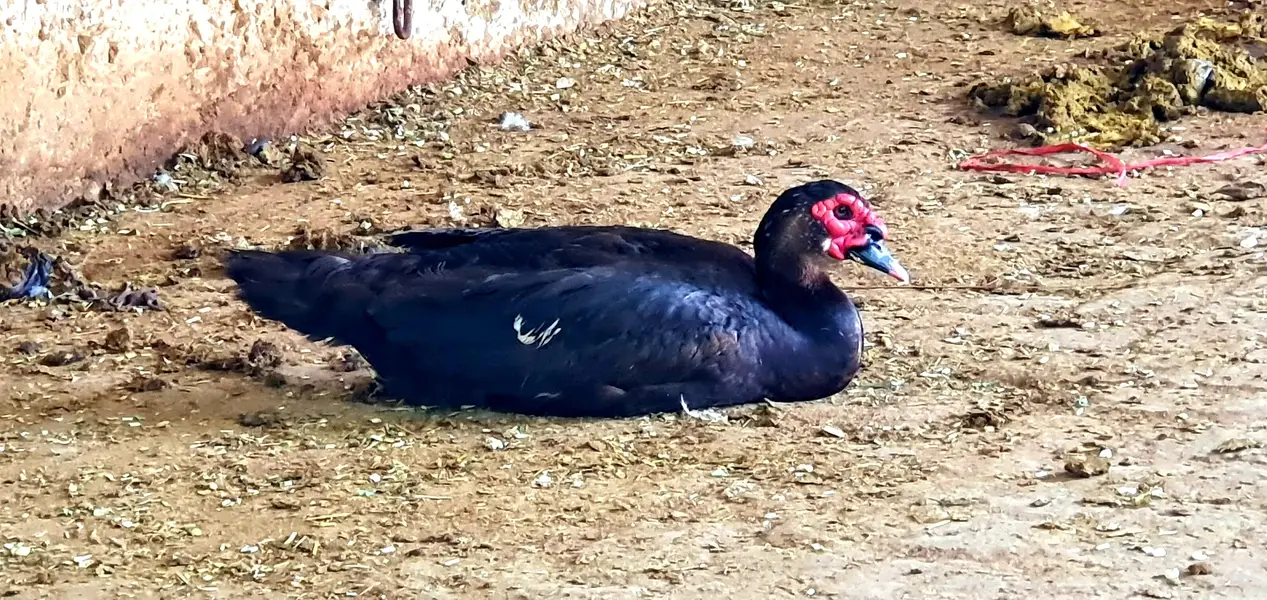 Muscovy male — photo 2