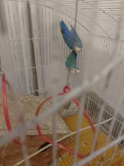 rosi colli  love bird