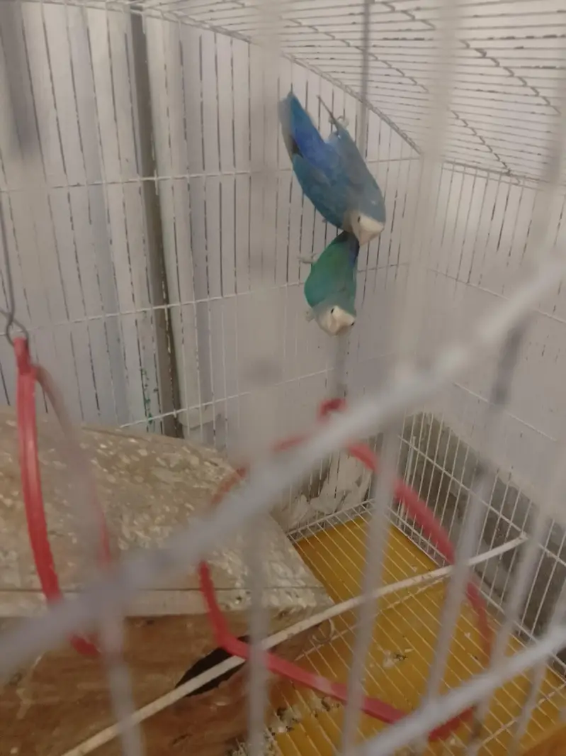 rosi colli  love bird — photo 2
