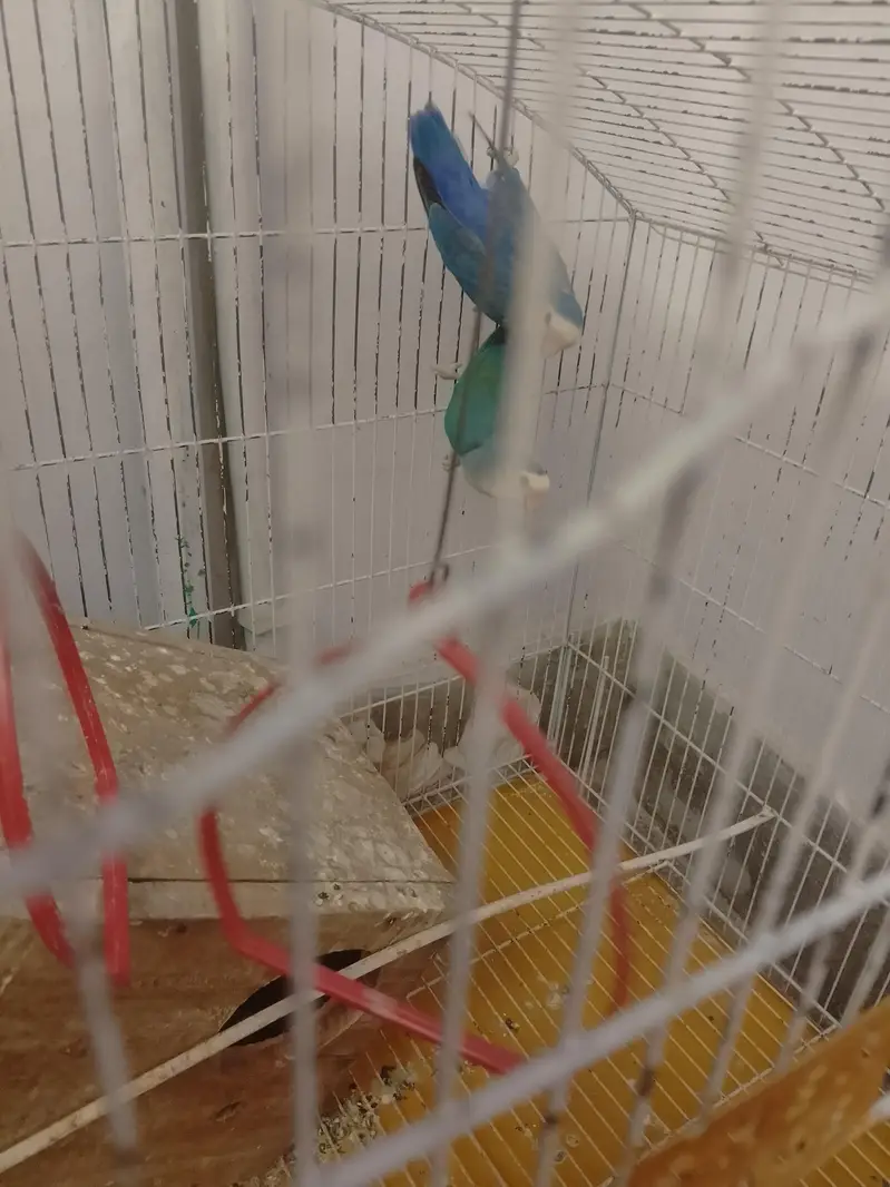 rosi colli  love bird — photo 3