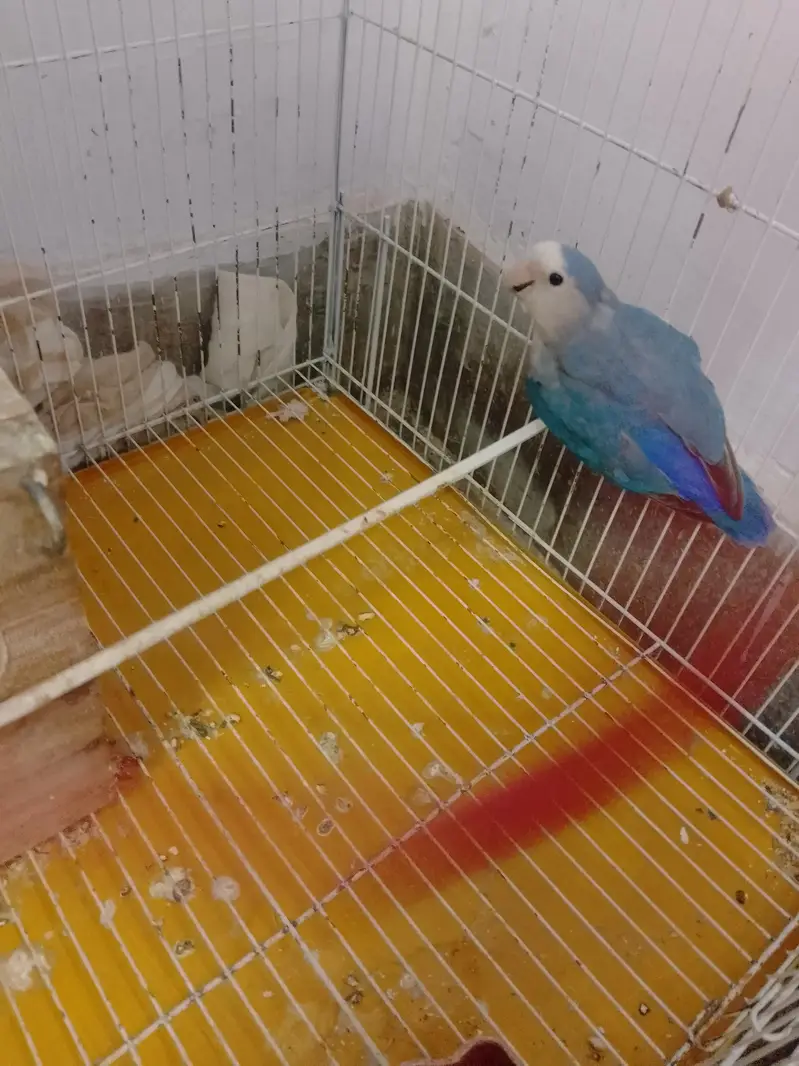 rosi colli  love bird — photo 5