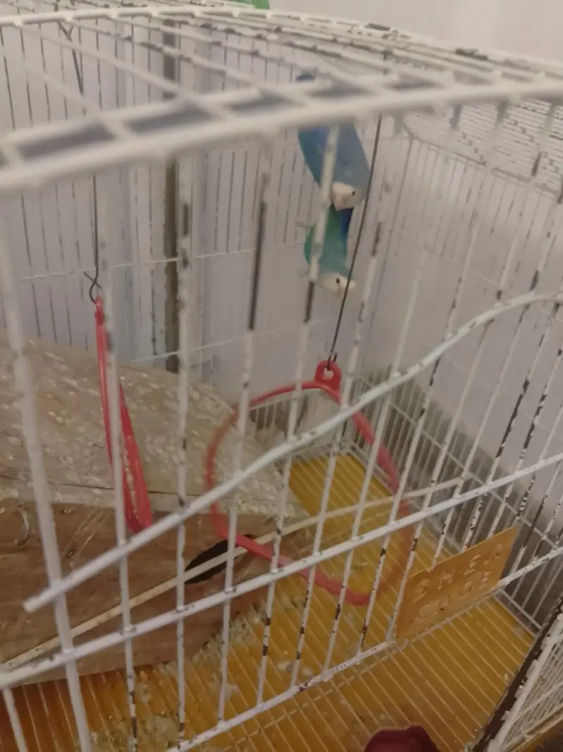 rosi colli  love bird — photo 6