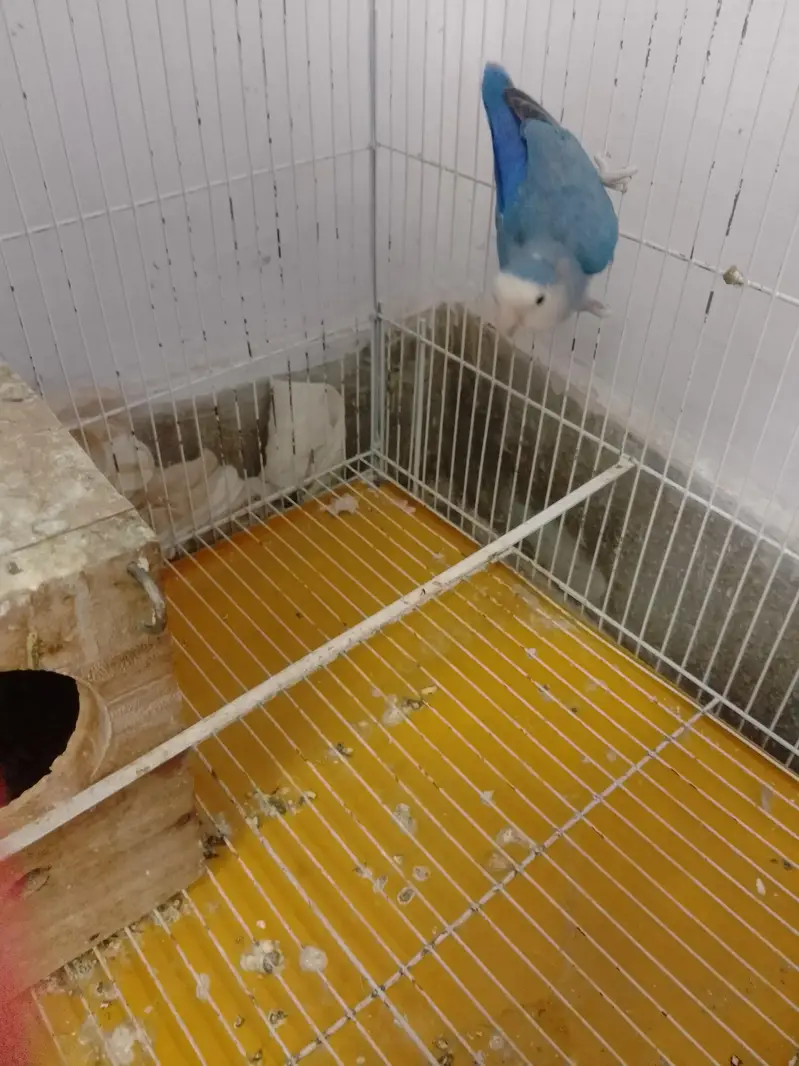 rosi colli  love bird — photo 7