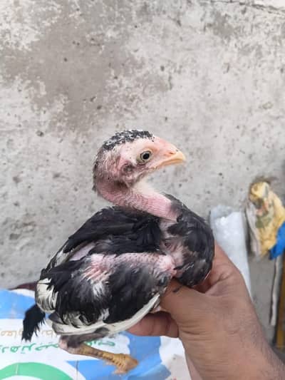 Deal lasani  Quality chicks for sale full healthy and actice