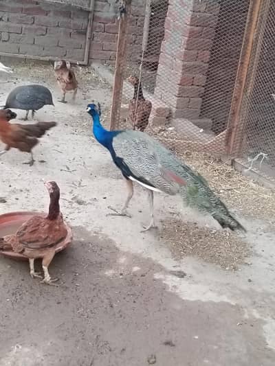peacock male