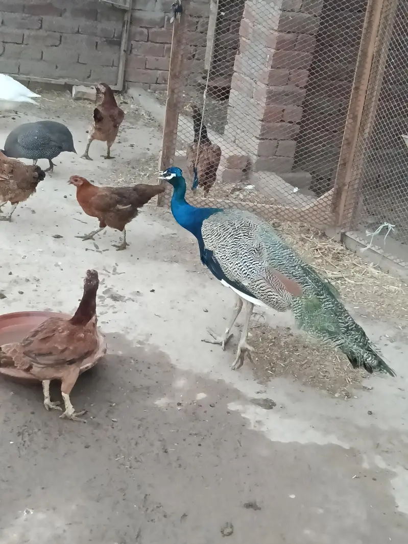 peacock male — photo 2
