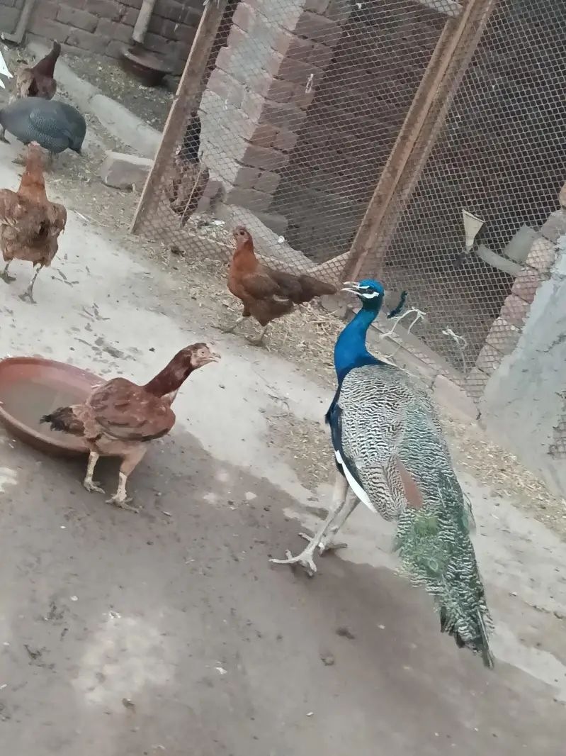peacock male — photo 3