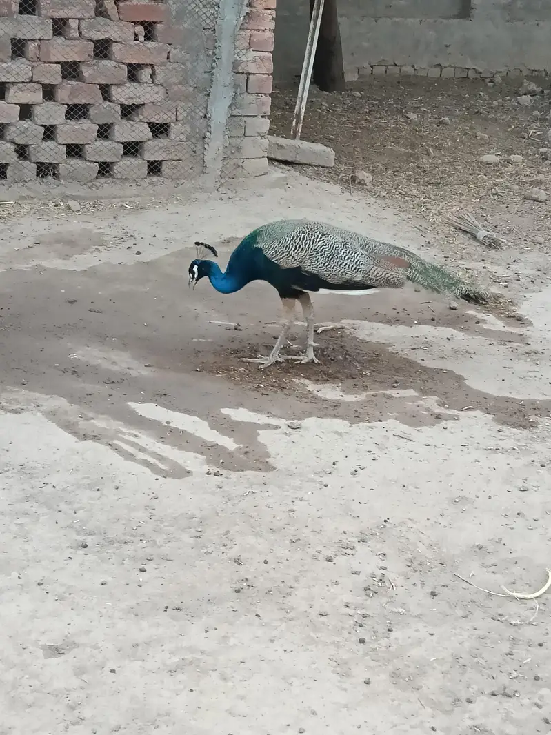 peacock male — photo 4