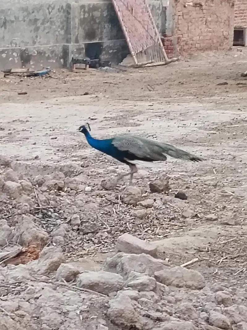 peacock male — photo 5