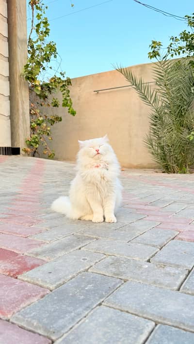 persian