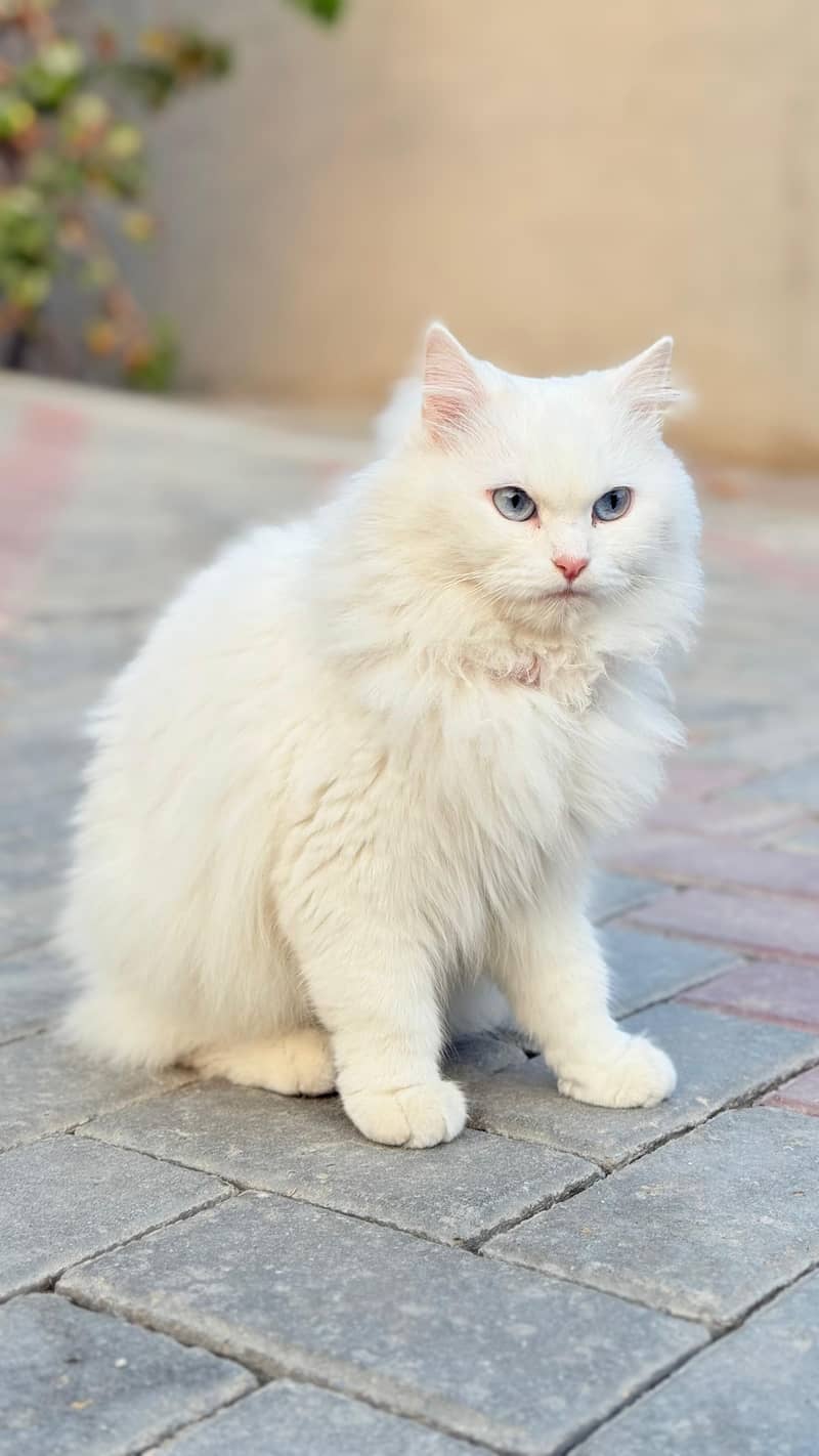 Premium White Persian Cat Available 1