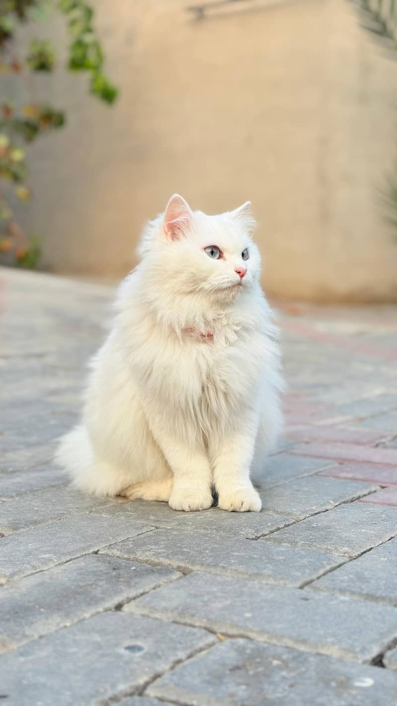 Premium White Persian Cat Available 2