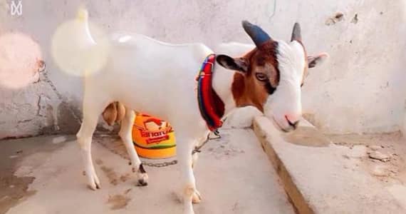 pure hiran cross teddy bakra