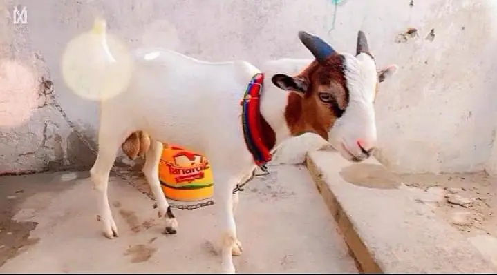 pure hiran cross teddy bakra — photo 2