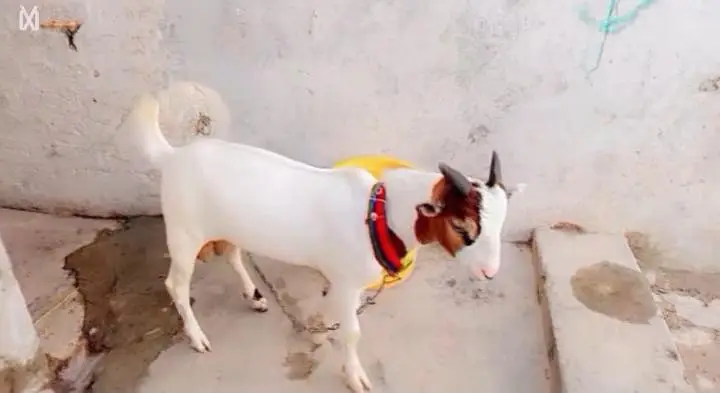 pure hiran cross teddy bakra — photo 3