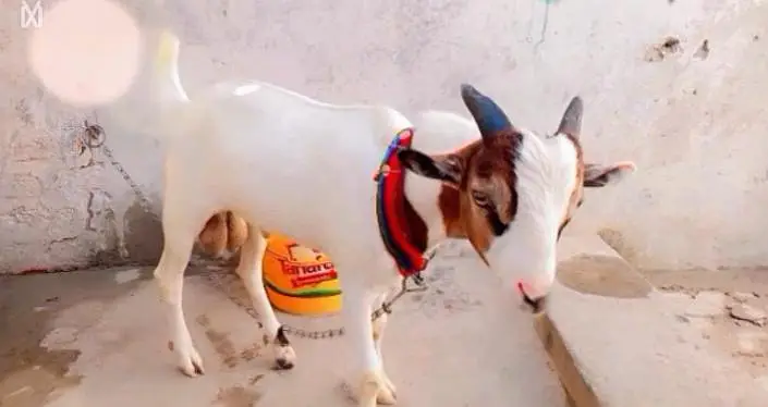 pure hiran cross teddy bakra — photo 4