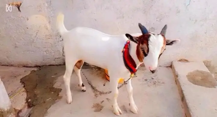 pure hiran cross teddy bakra — photo 5