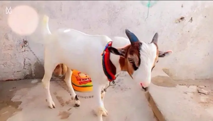 pure hiran cross teddy bakra — photo 6