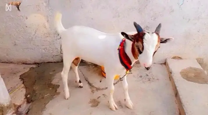 pure hiran cross teddy bakra — photo 7